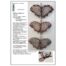 Klöppelbrief Schmetterling 2509 ~ M.L. Prinzhorn - Klöppelwerkstatt, ca.16 Paare, empf. Garne: Leinengarn Stärke Nel 60/2, klöppeln